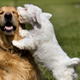 Image for article titled Dog ‘Love Hotel’ in Brazil Opens to Much Braying and Panting